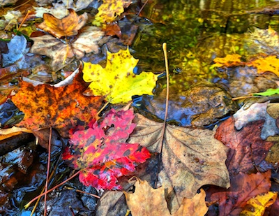 Fall Photo 1 - Nanci Goldberg