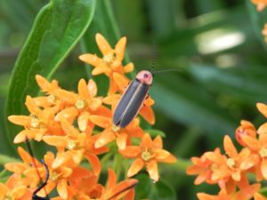 firefly on orange flowers